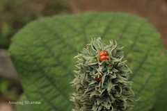 Gomphostemma heyneanum